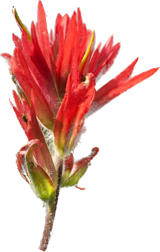 Image of an Indian Paintbrush flower