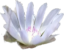 Image of a Bitterroot flower