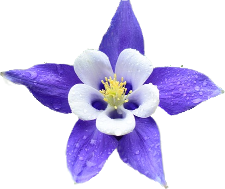 Image of a Columbine flower