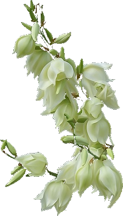 Image of a Yucca flower